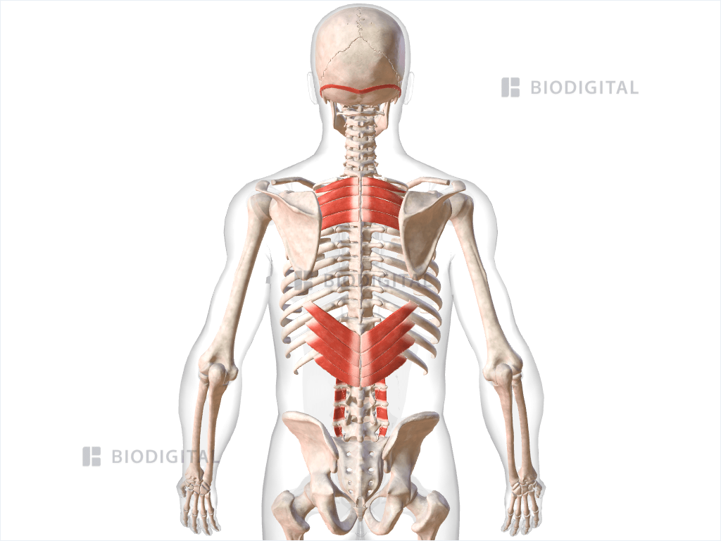 Extrinsic muscles of back