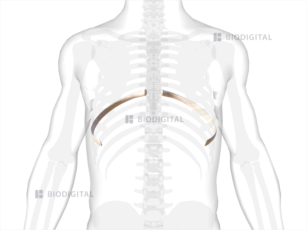 Eighth rib