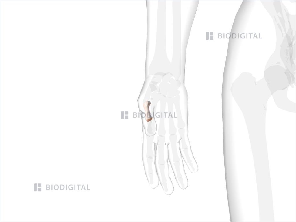 icd 10 proximal phalanx fracture right thumb