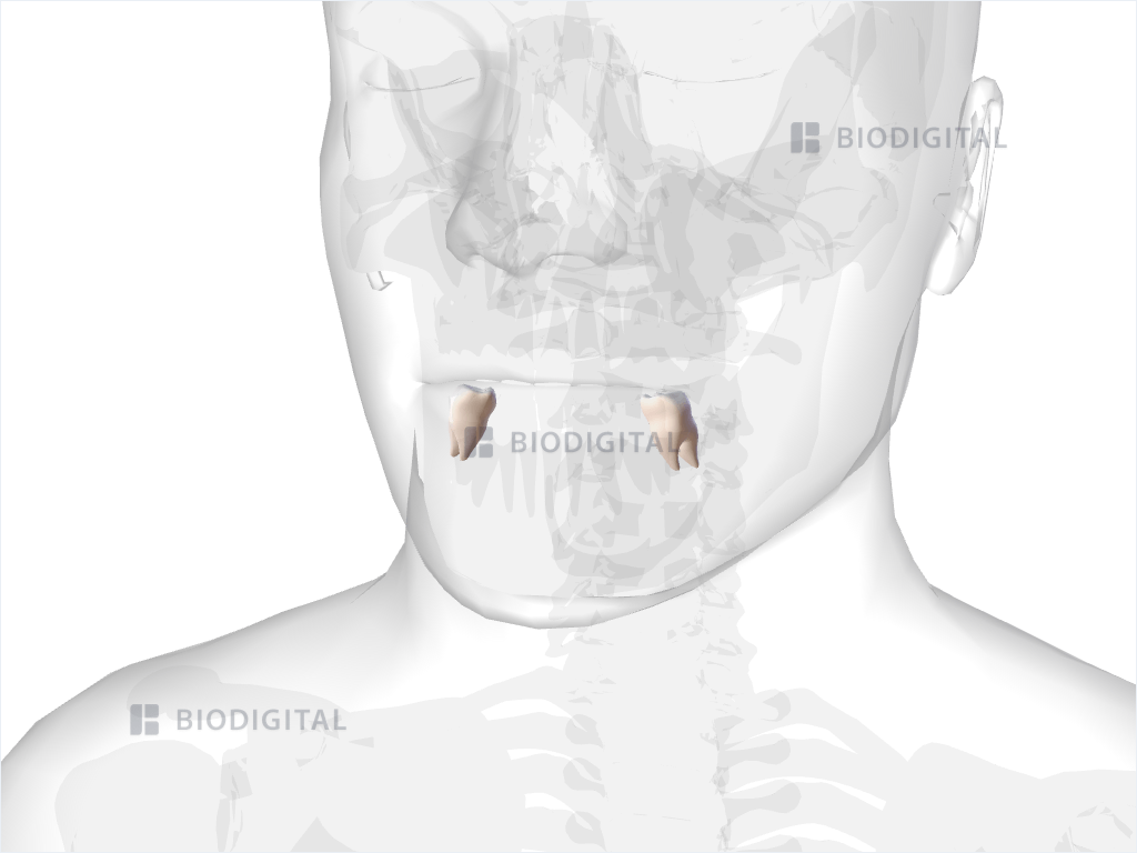 Mandibular first molar