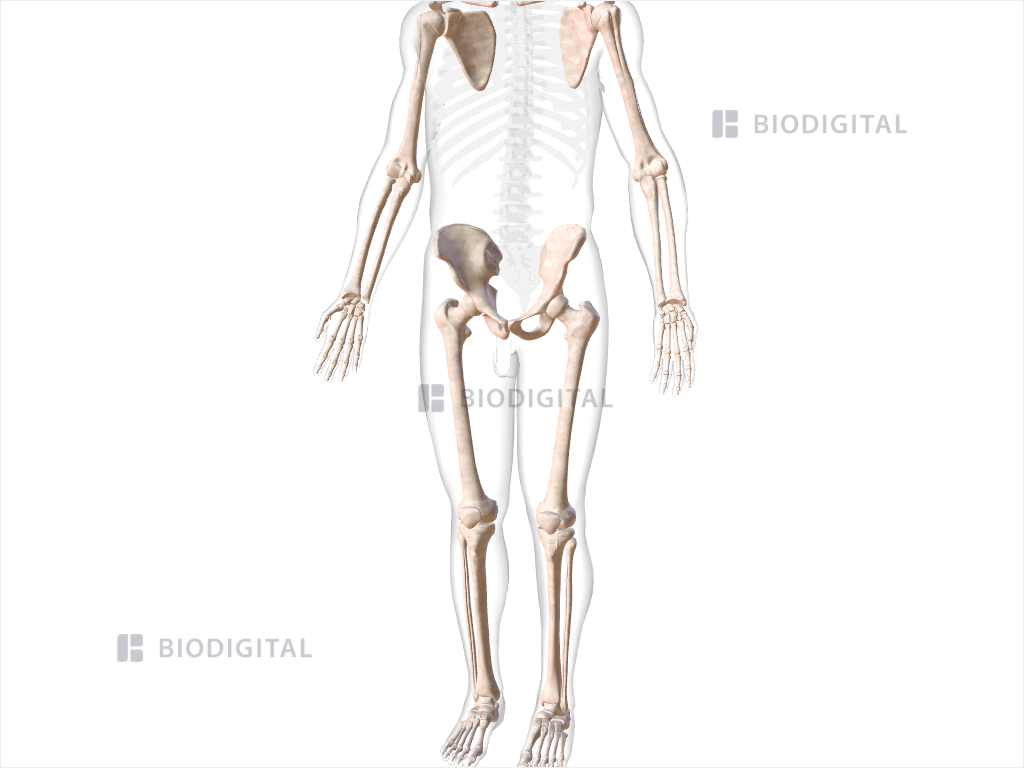 Appendicular skeleton