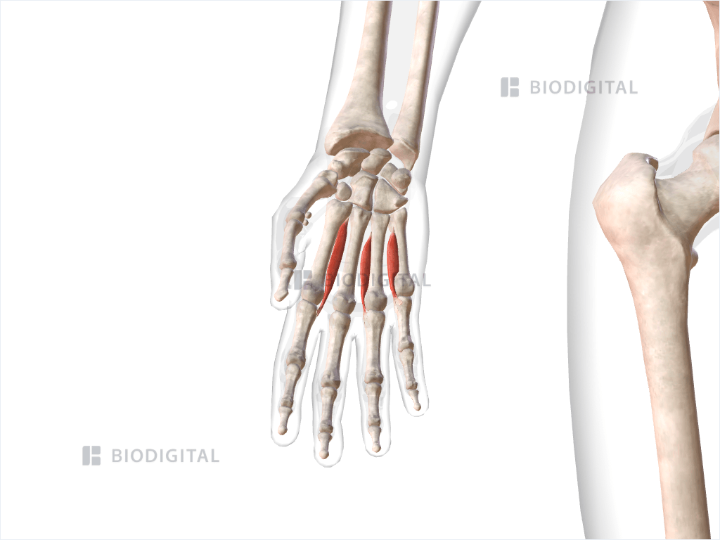 Palmar interosseous muscles of right hand