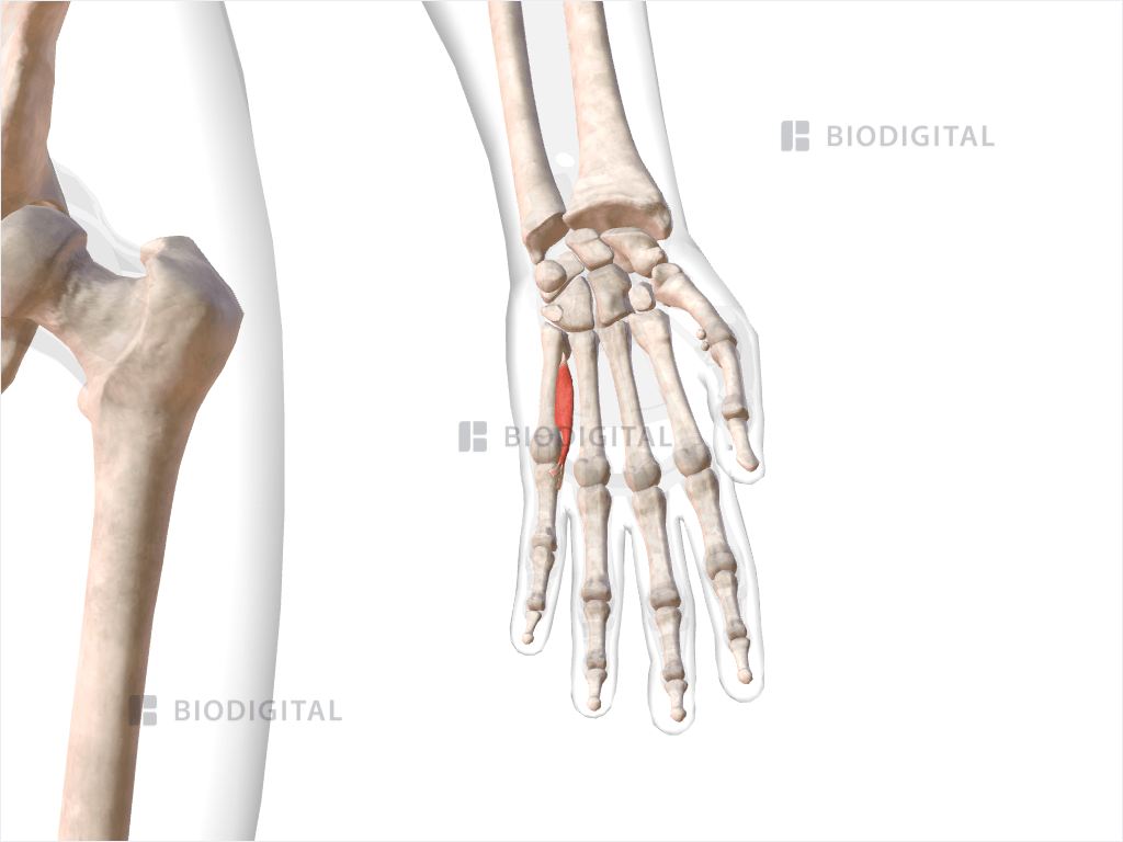 Third palmar interosseous muscle of left hand
