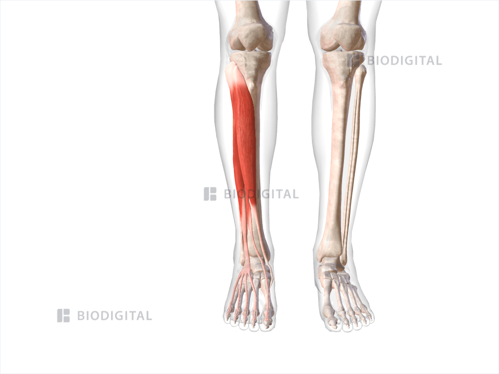 Anterior compartment muscles of right lower leg