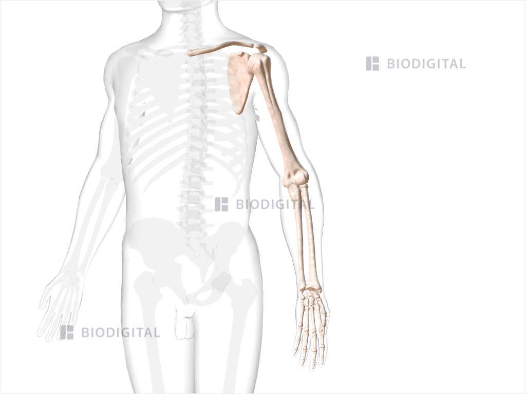 Bones of left upper limb