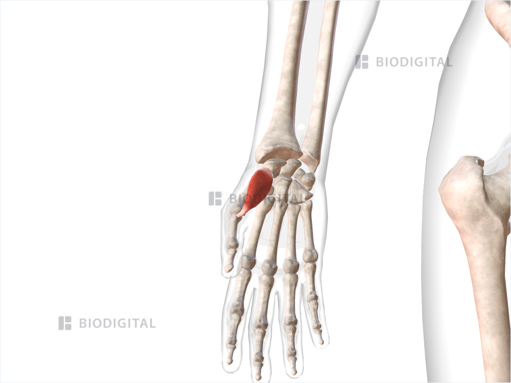 Right abductor pollicis brevis