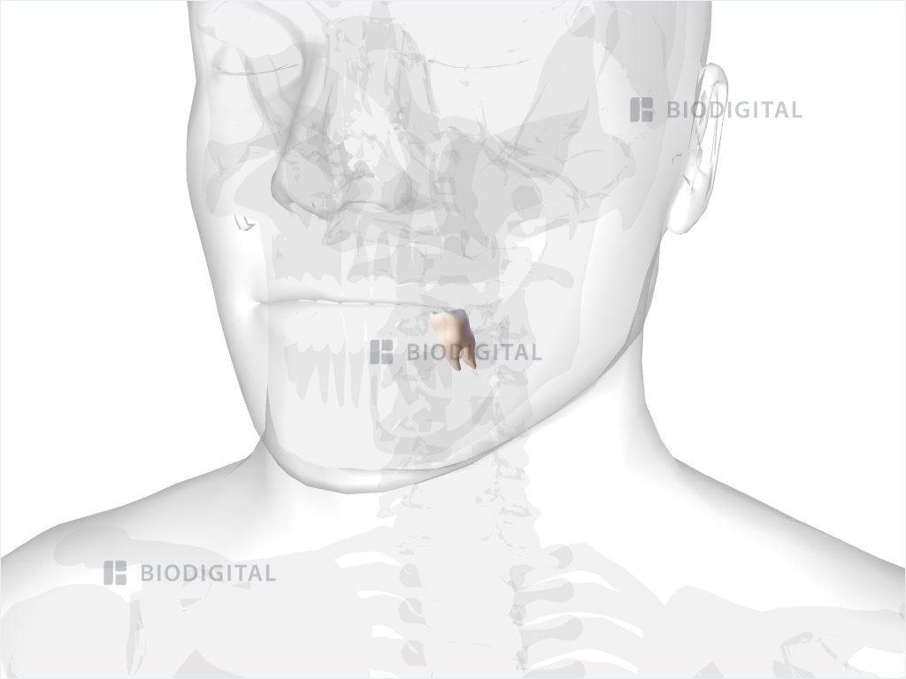 Left mandibular first molar