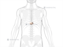 icd 10 code for closed fracture of eleventh thoracic vertebra