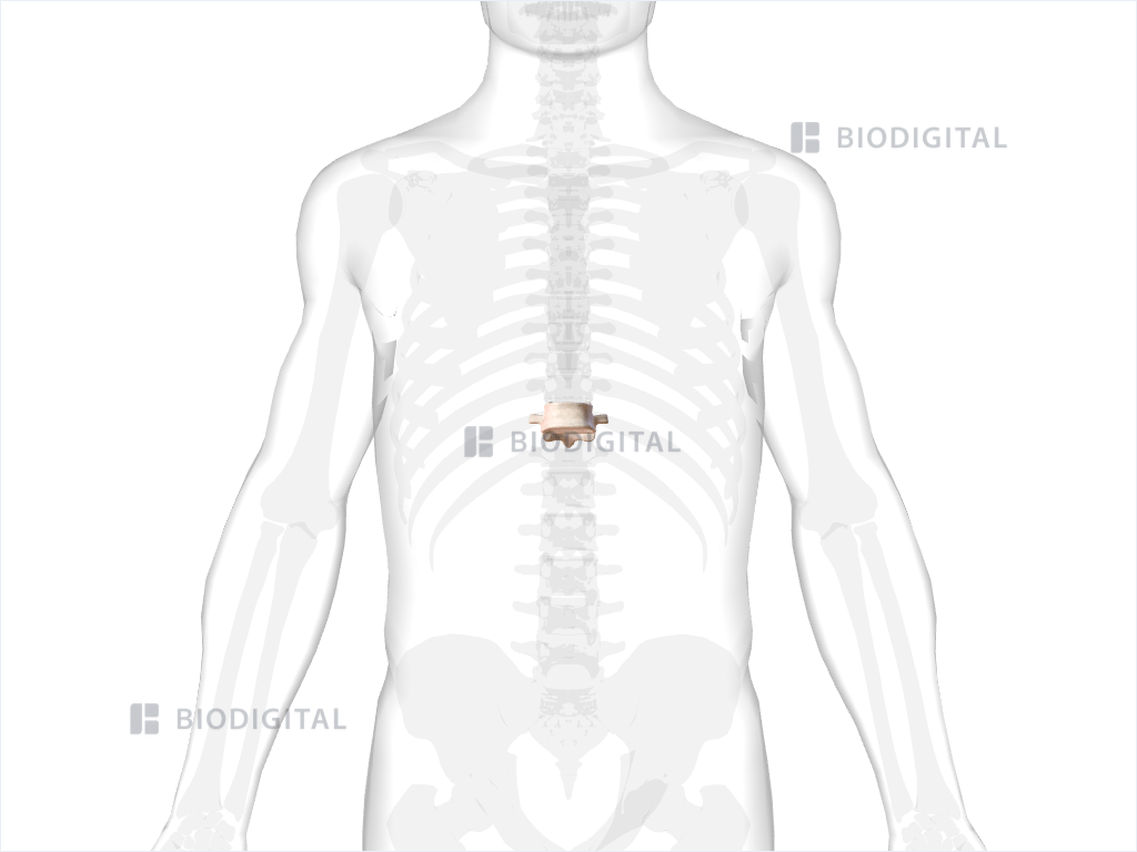 Eleventh thoracic vertebra