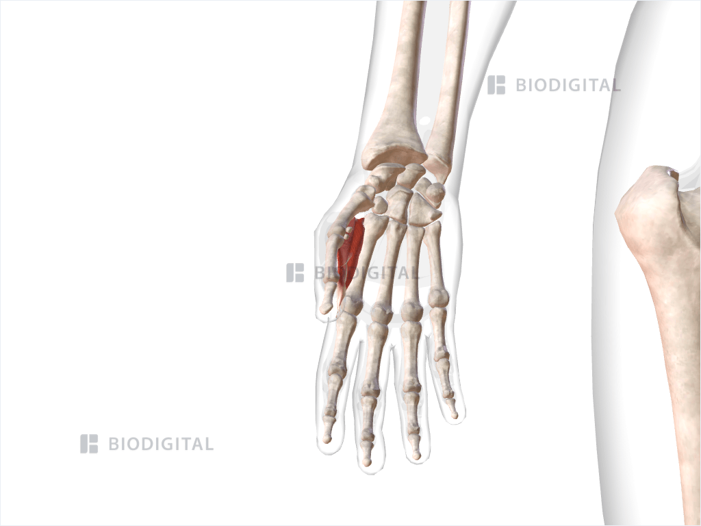 First dorsal interosseous muscle of right hand