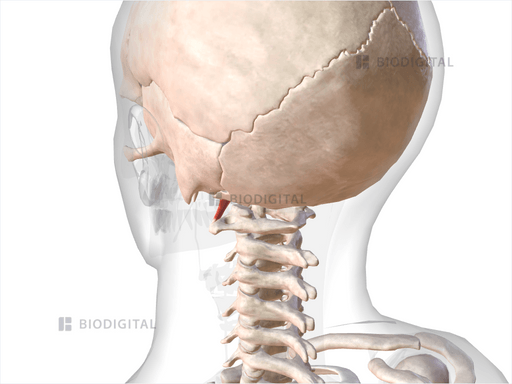 Rectus capitis anterior | BioDigital Anatomy