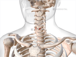 Cricothyroid | BioDigital Anatomy