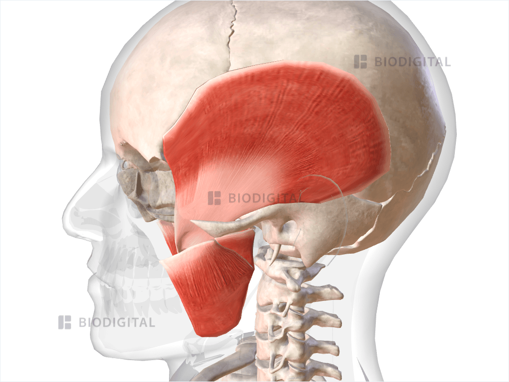 Muscles of mastication