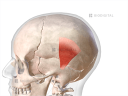 Auricularis superior | BioDigital Anatomy