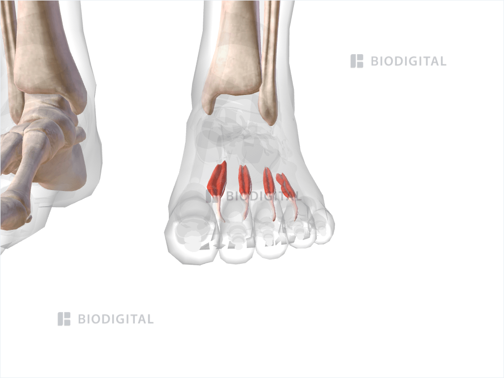 Dorsal interosseous muscles of left foot