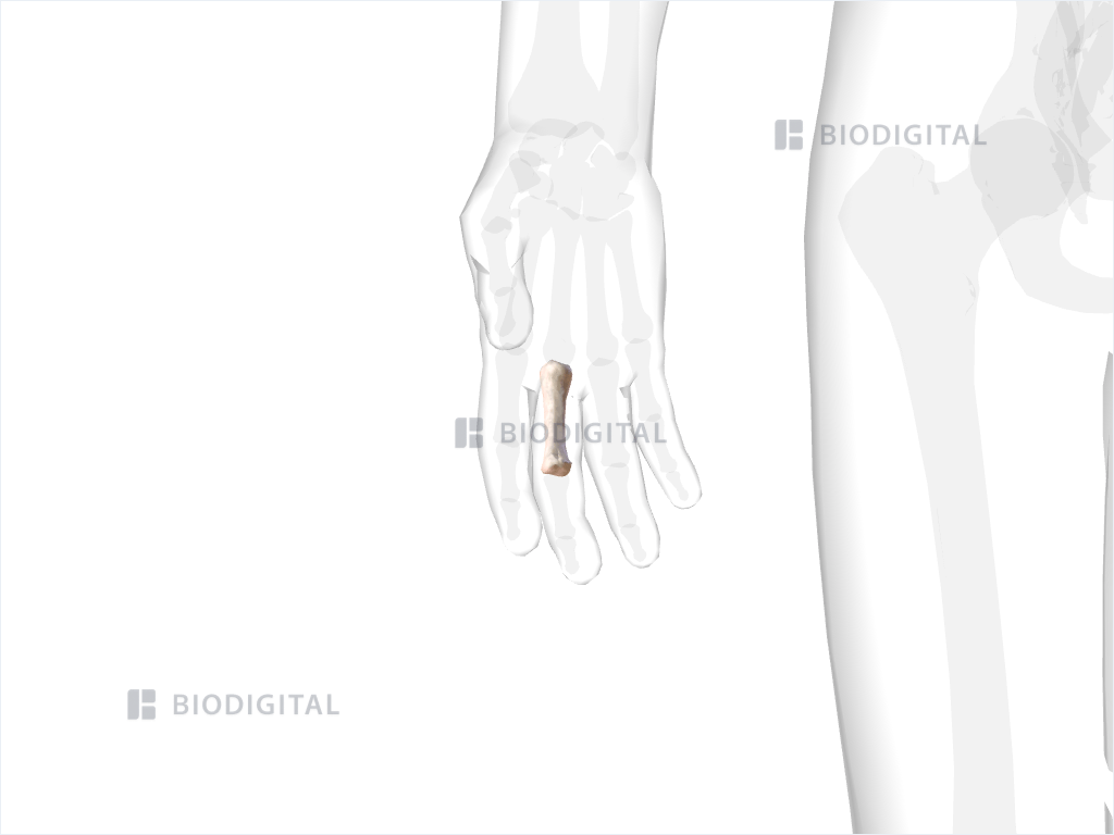 Proximal phalanx of right middle finger