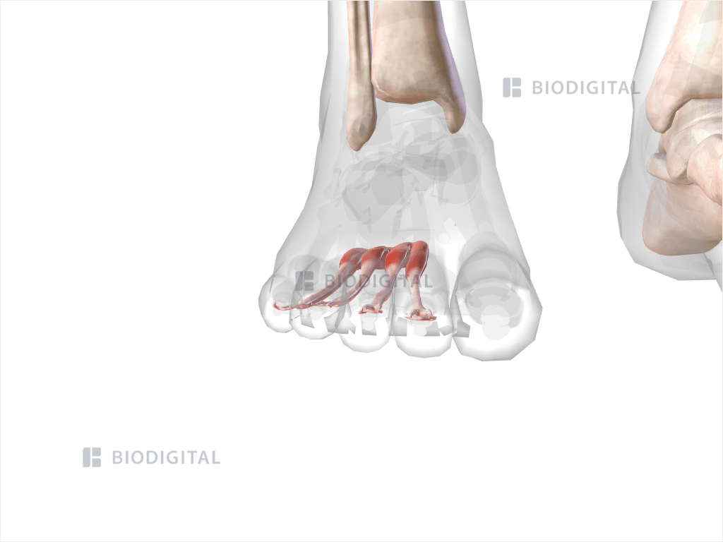 Right flexor digitorum brevis