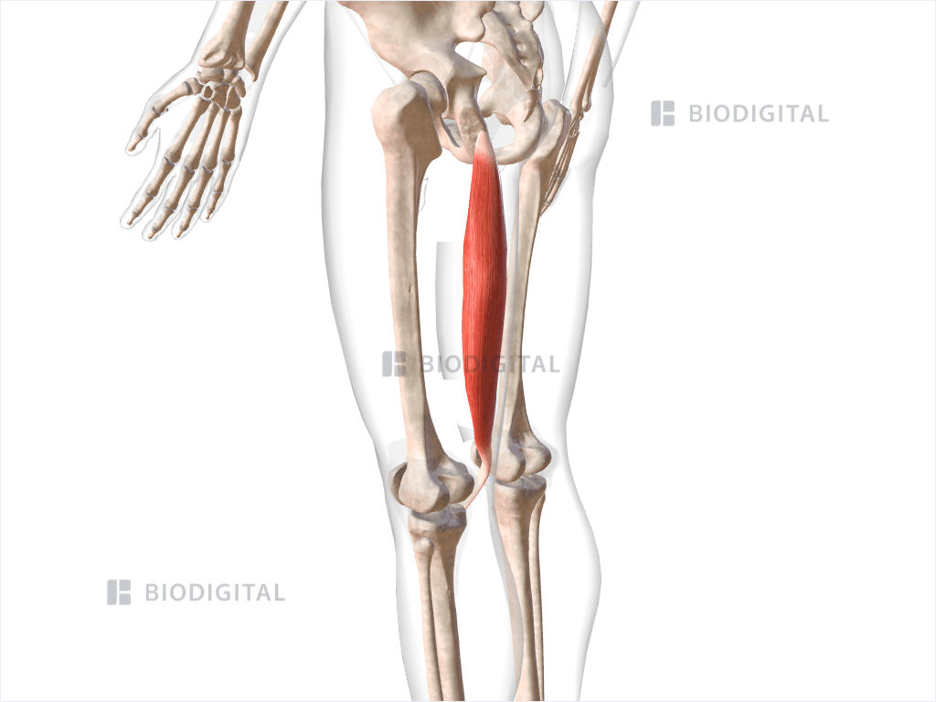 Left semitendinosus