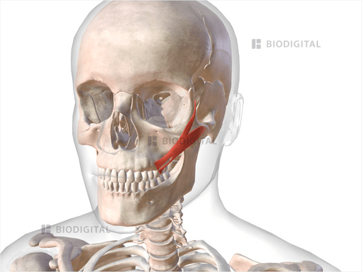 Left zygomaticus major | BioDigital Anatomy