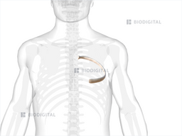 Left fifth rib | BioDigital Anatomy
