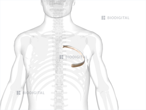 Left fifth rib | BioDigital Anatomy