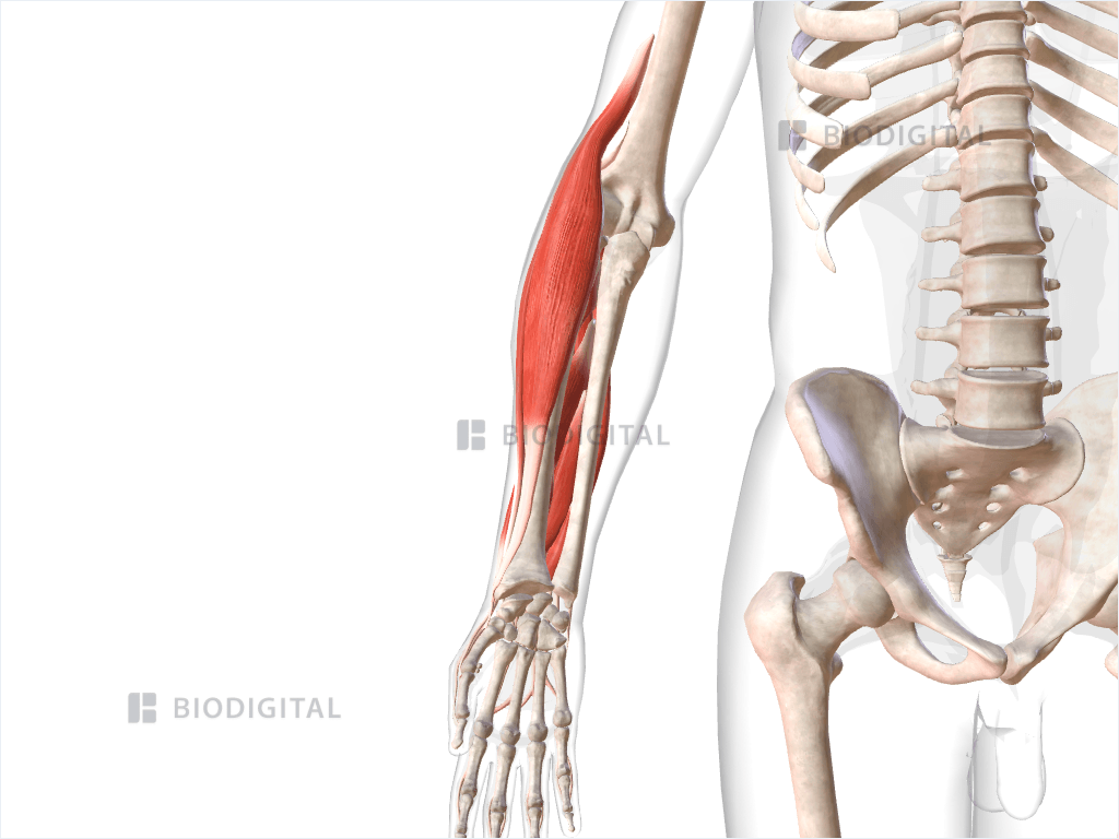 Extensor muscles of right forearm