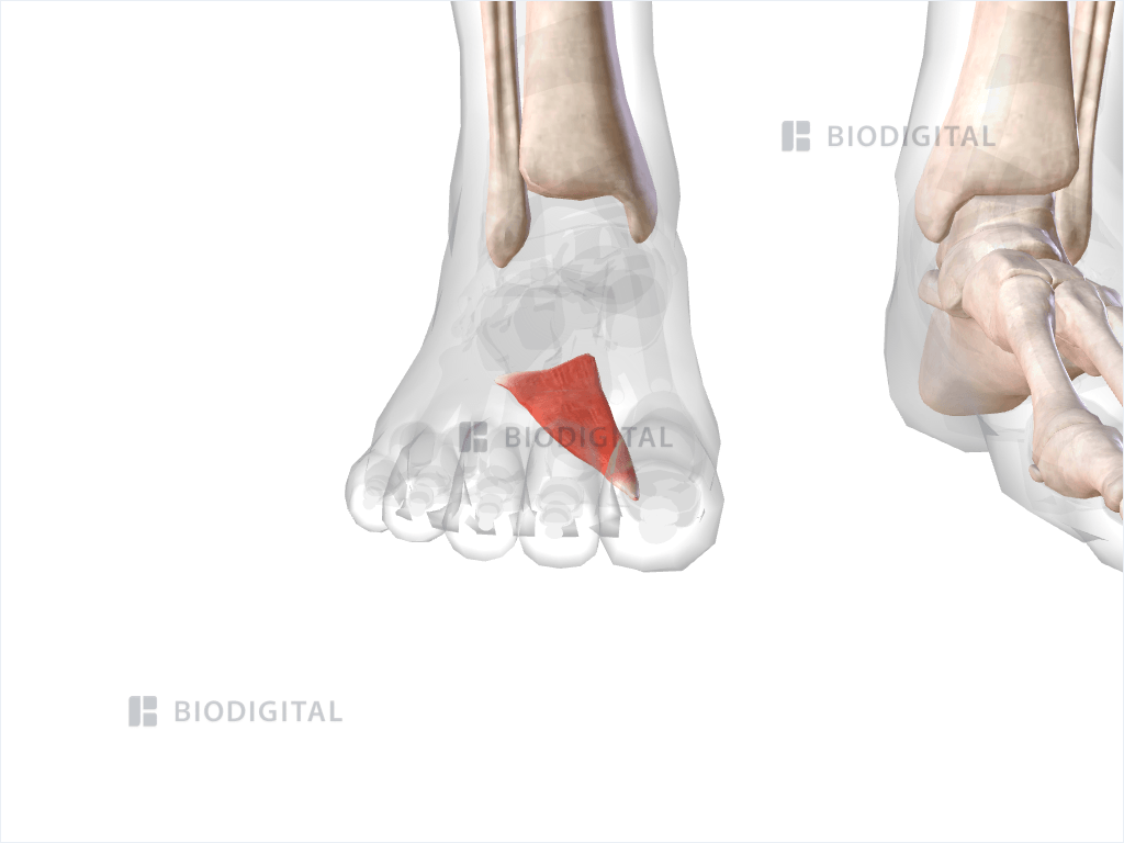 Right adductor hallucis oblique head