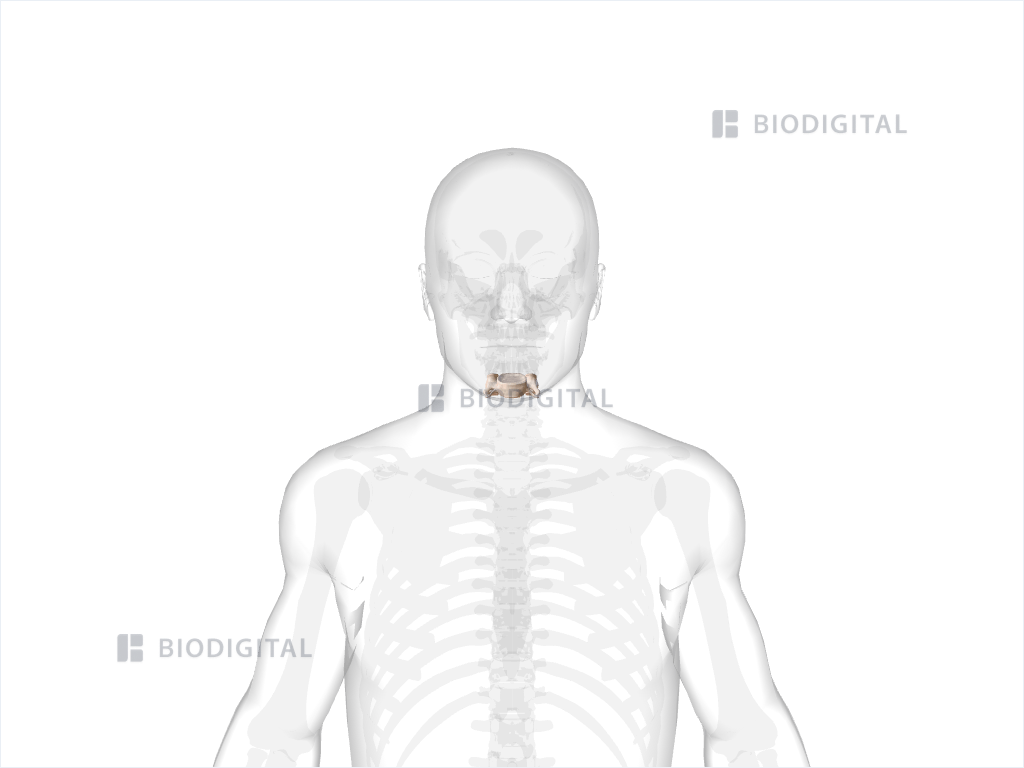 Fourth cervical vertebra