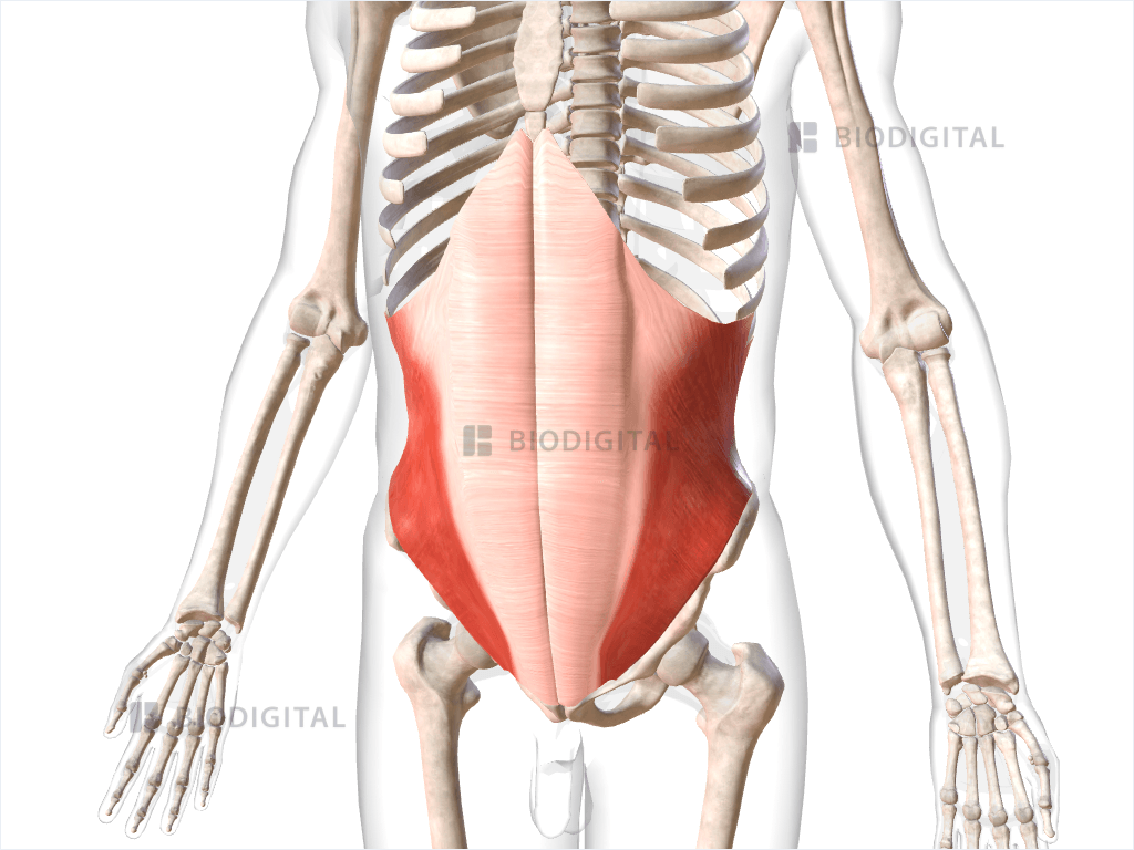 Internal Oblique Biodigital Anatomy