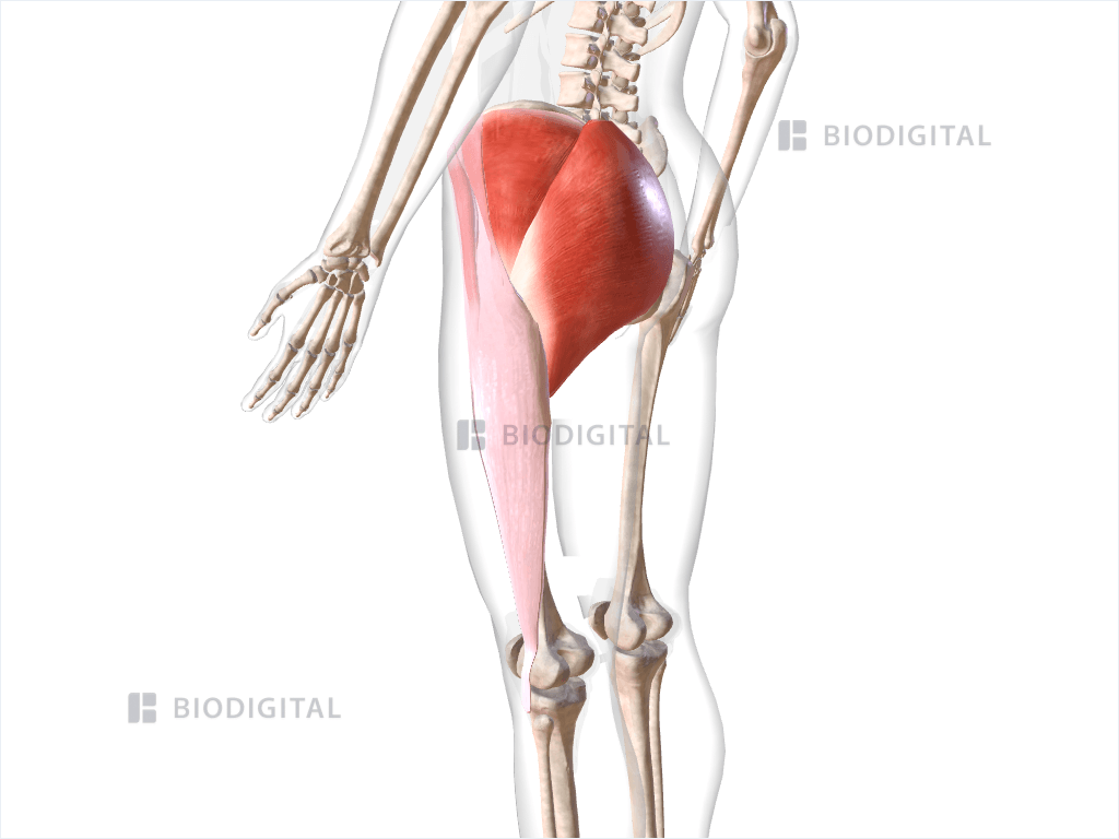 Left gluteal muscles