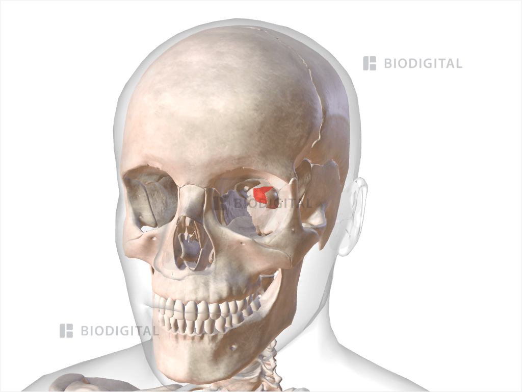 Left lateral rectus