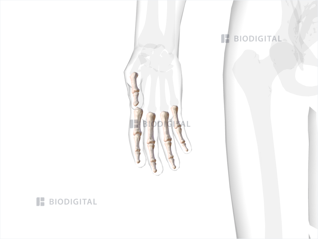 Phalanges of right hand