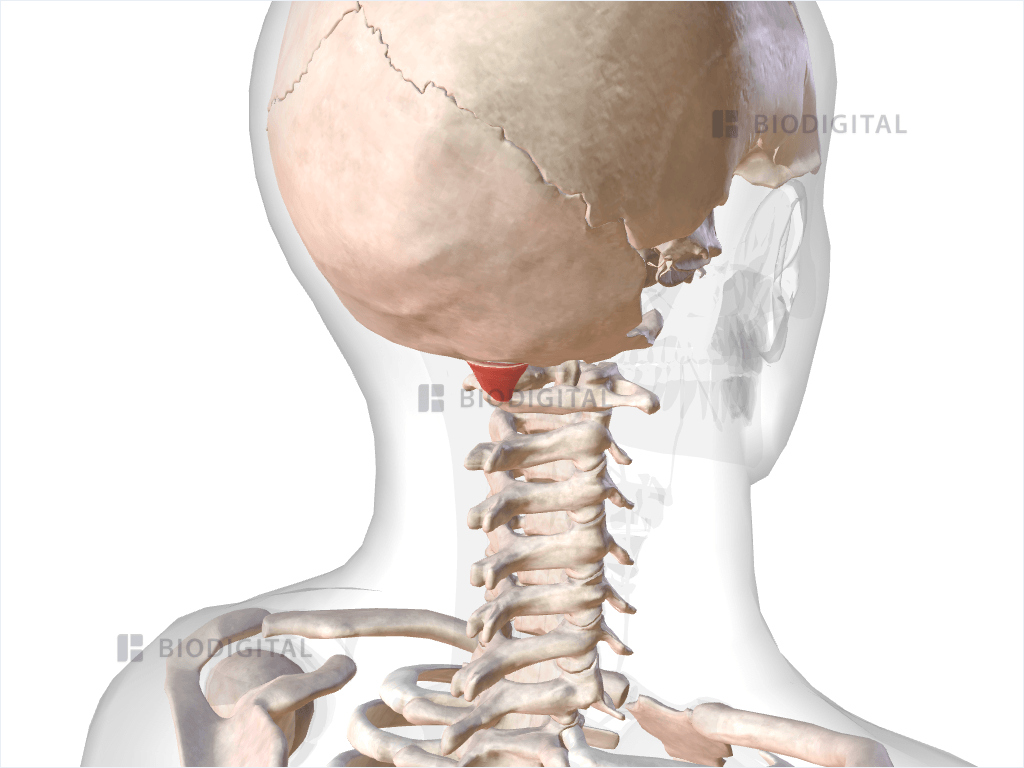 Right rectus capitis posterior minor