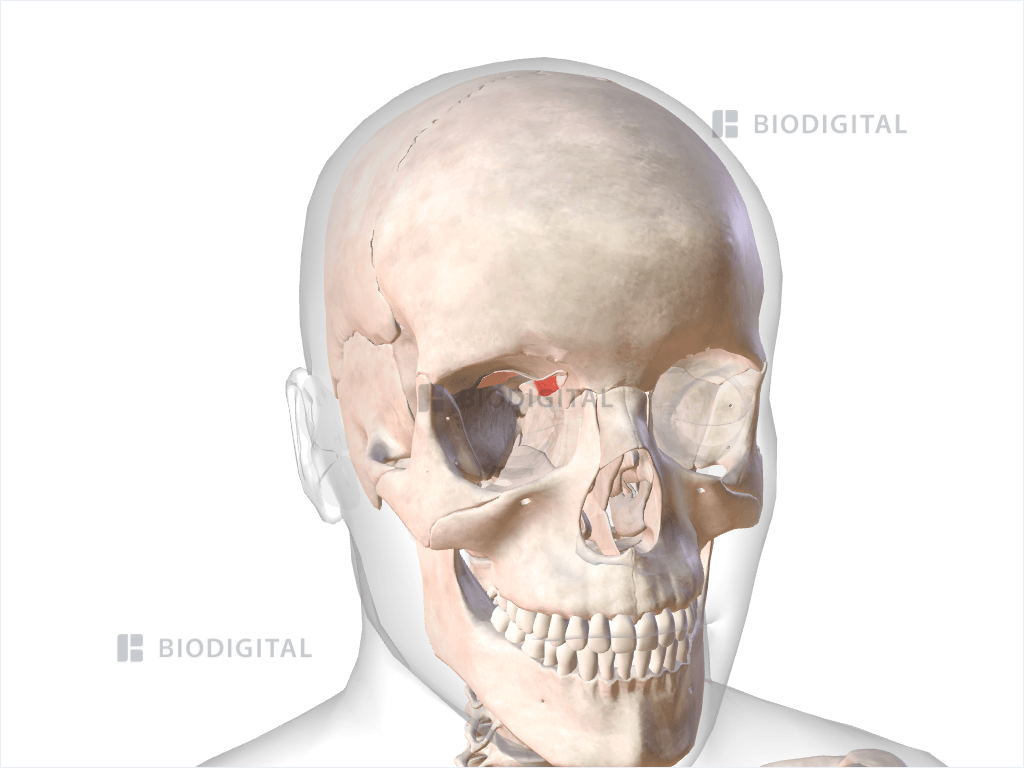 Right superior oblique