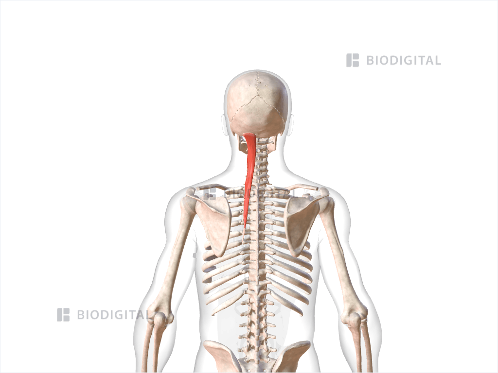 Left semispinalis capitis