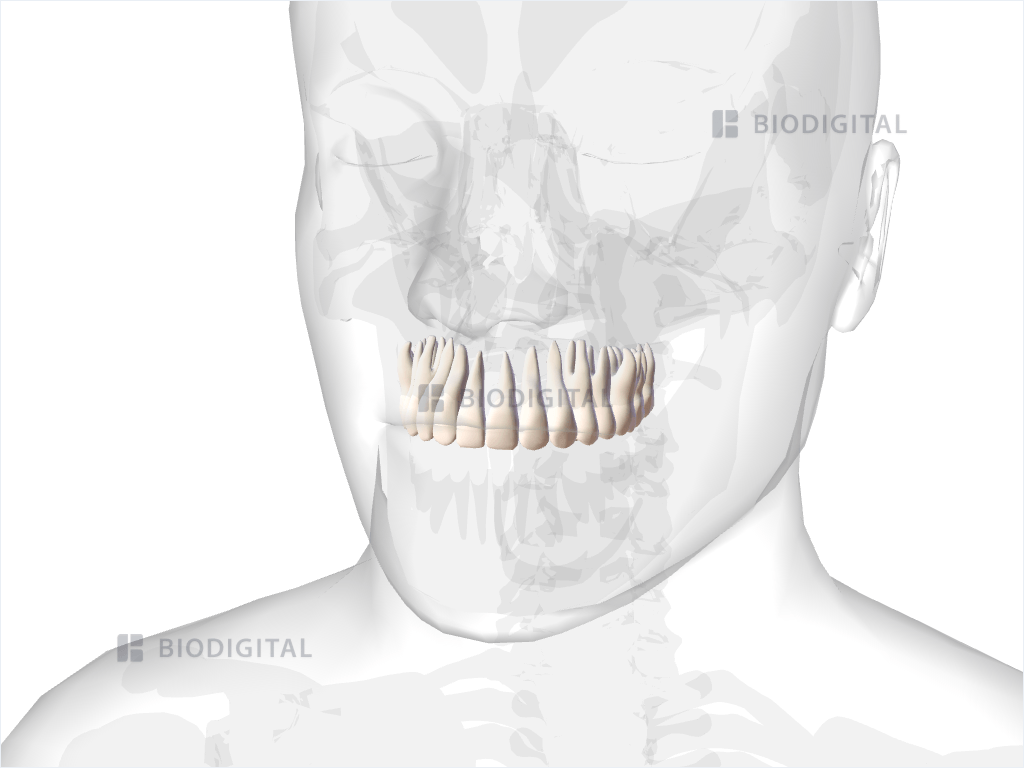 Maxillary teeth