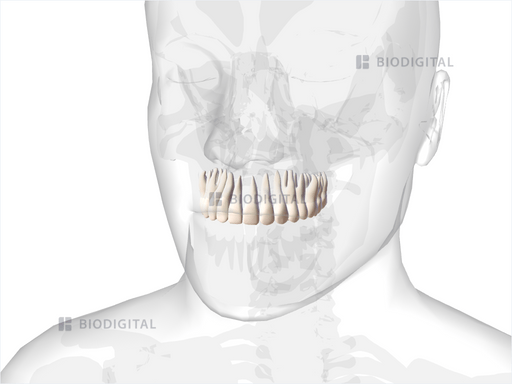 Maxillary teeth | BioDigital Anatomy