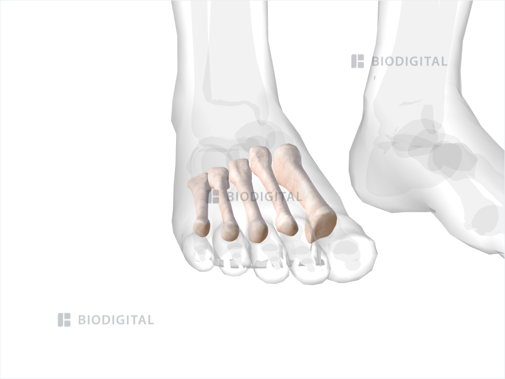 Metatarsal bones of right ankle and foot