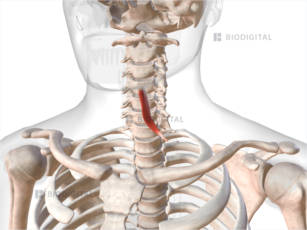 Left superior belly of omohyoid