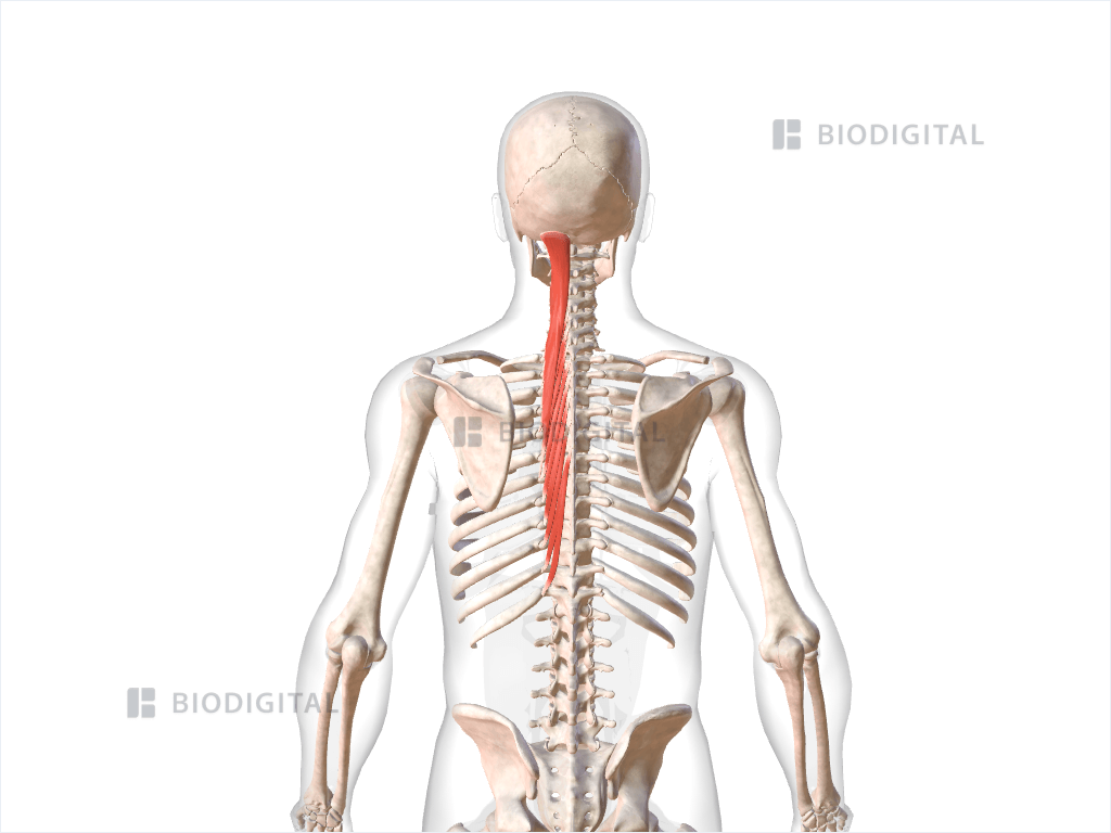 Left semispinalis