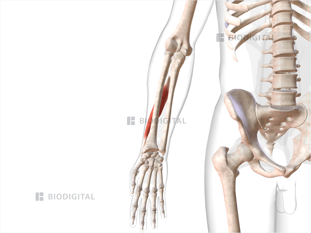 Right abductor pollicis longus