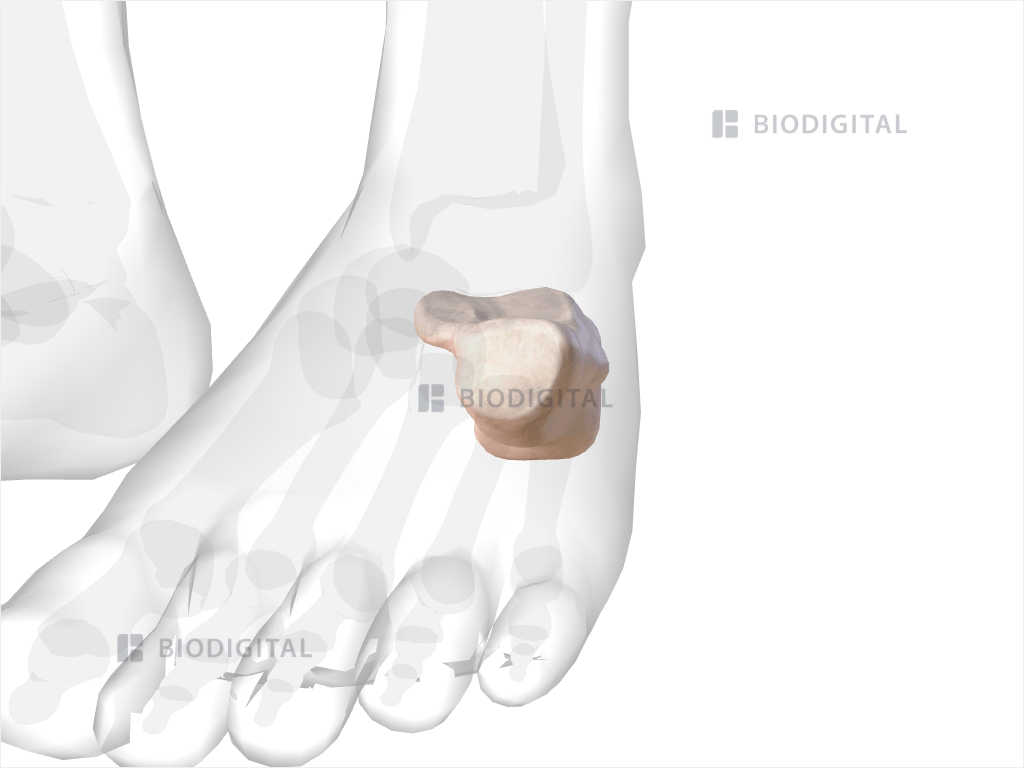 Left calcaneus