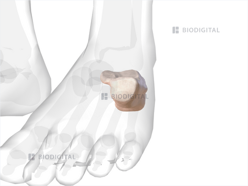 calcaneus icd 10 left