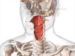 Pharyngeal muscles | BioDigital Anatomy