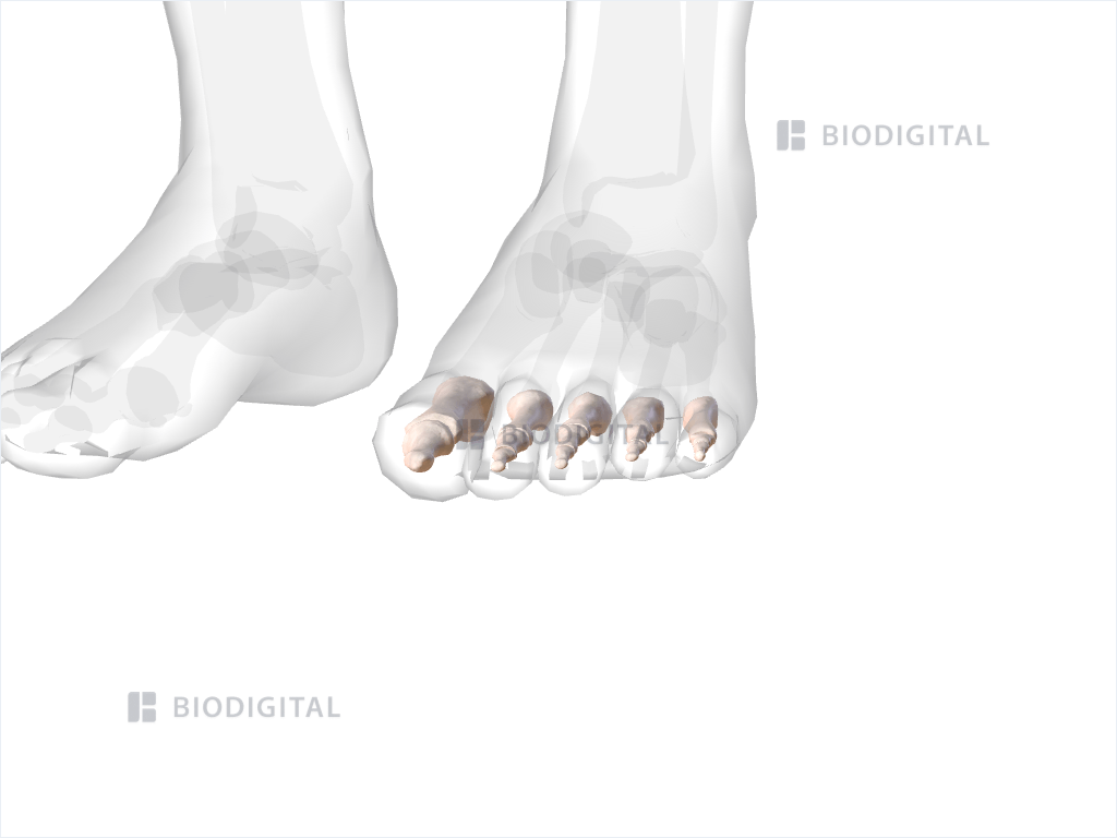 Phalanges of left foot