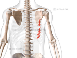 Left subcostales | BioDigital Anatomy