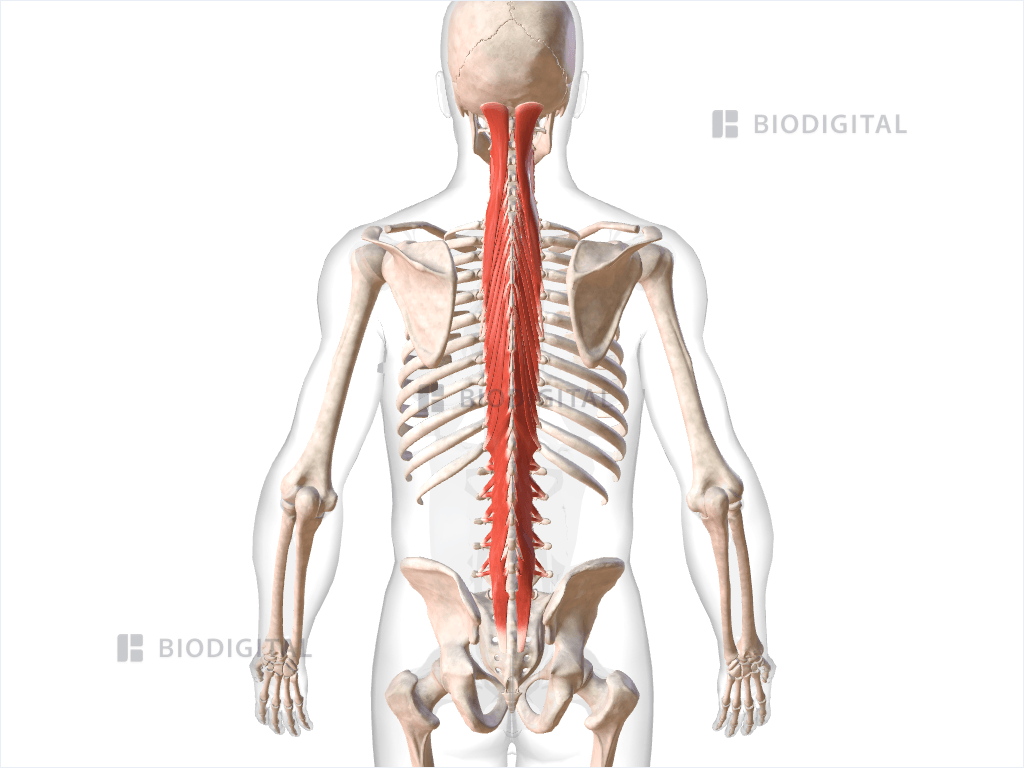 Transversospinales