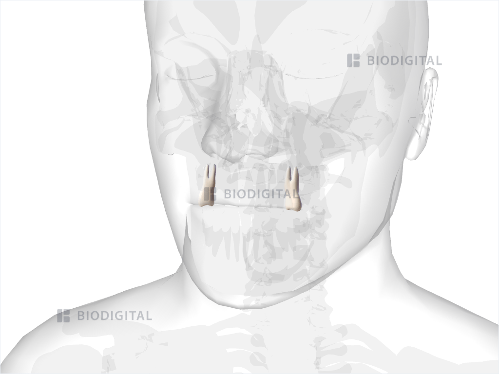 Maxillary second premolar