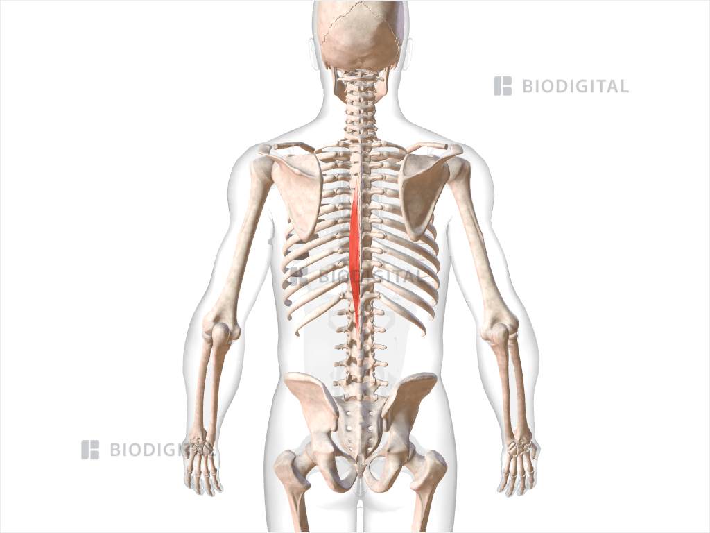 Left spinalis thoracis