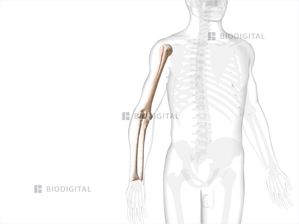 Bones of right arm and forearm